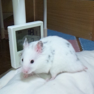 飼い主が渡米のため一時預かりです