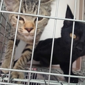 キジと黒の兄弟です！