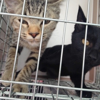 キジと黒の兄弟です！