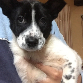 希望あり。少し臆病な、白黒mix子犬の男の子