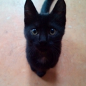 黒猫ちゃんの里親募集