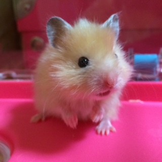 ゴルハム 長毛♂2匹 ♀1匹サテン