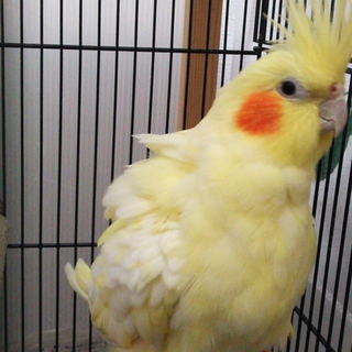 オカメインコの里親を募集しています。
