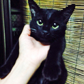 お目々クリクリの黒ちゃんです！