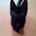 黒猫ちゃんの里親募集