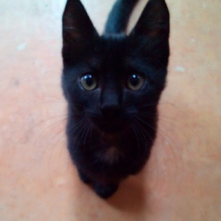黒猫ちゃんの里親募集