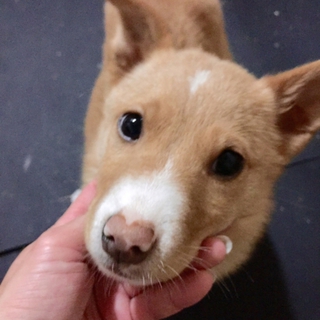 希望あり！人なつこい,茶色mix子犬くん。白ソ