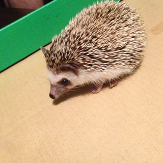 ハリネズミ