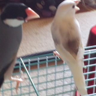 文鳥と十姉妹の里親様募集