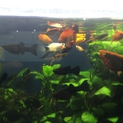  淡水小型熱帯魚 全てお譲りします！