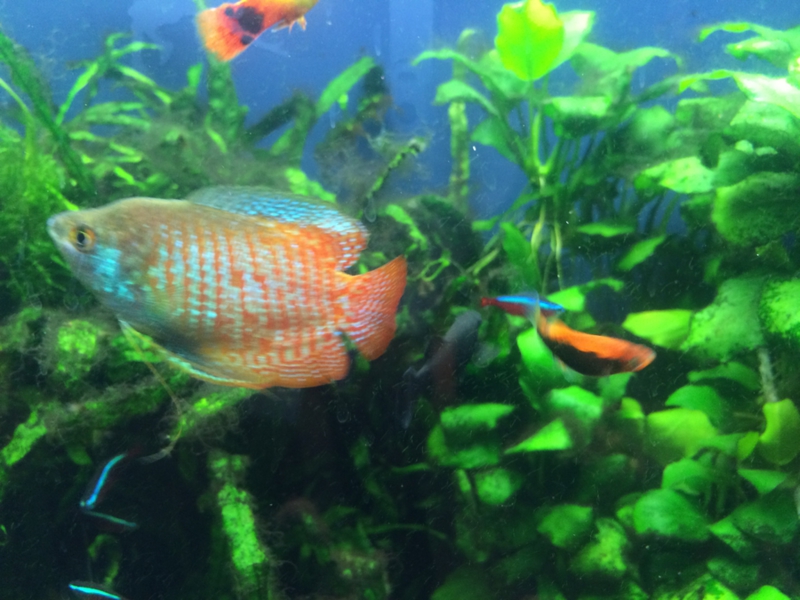 淡水小型熱帯魚 全てお 東京都 熱帯魚 観賞魚の里親募集 ペットのおうち 月間利用者150万人