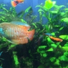  淡水小型熱帯魚 全てお譲りします！ サムネイル2