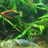  淡水小型熱帯魚 全てお譲りします！ サムネイル5