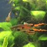  淡水小型熱帯魚 全てお譲りします！ サムネイル3