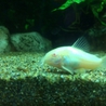  淡水小型熱帯魚 全てお譲りします！ サムネイル6