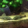  淡水小型熱帯魚 全てお譲りします！ サムネイル7