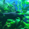  淡水小型熱帯魚 全てお譲りします！ サムネイル4