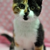 三毛猫のテンちゃん サムネイル3