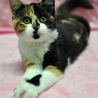 三毛猫のテンちゃん サムネイル2