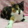 三毛猫のテンちゃん サムネイル5