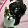 三毛猫のテンちゃん サムネイル4