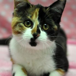 三毛猫のテンちゃん