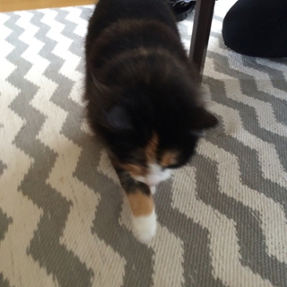 ノルウェージャンフォレストキャット