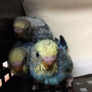 セキセイインコ里親募集