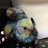 セキセイインコ里親募集 サムネイル3