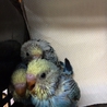 セキセイインコ里親募集 サムネイル2