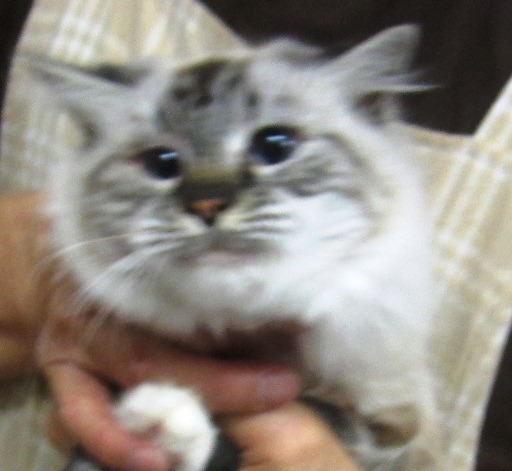 マンチカン足長 成猫 女の子」福岡県 , 猫の里親募集(56074