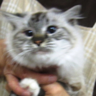 マンチカン足長　成猫　女の子