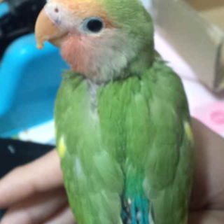 コザクラインコの募集です！