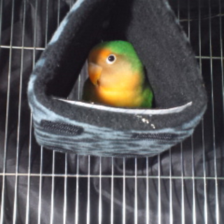 ヤエザクラインコの募集です