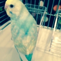 セキセイインコ里親募集