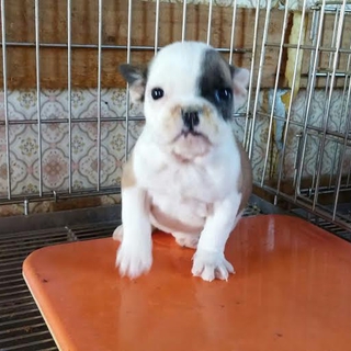 フレンチブルドッグ子犬の里親募集