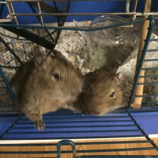 デグー２匹オスの里親さん募集します