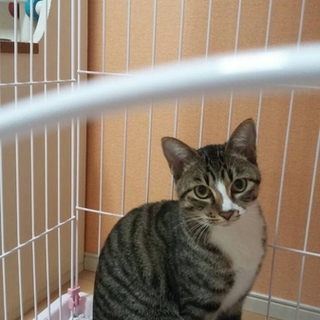 アメショーと雑種のミックス