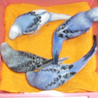 可愛いインコの雛の里親様募集！