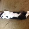 かぎしっぽの生後約4ヶ月の子猫の里親募集 サムネイル3