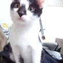 かぎしっぽの生後約4ヶ月の子猫の里親募集