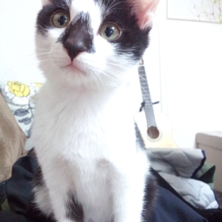 かぎしっぽの生後約4ヶ月の子猫の里親募集