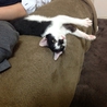 かぎしっぽの生後約4ヶ月の子猫の里親募集 サムネイル4