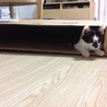 かぎしっぽの生後約4ヶ月の子猫の里親募集 サムネイル5