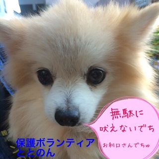 人懐っこいポメラニアン男の子２．３キロ