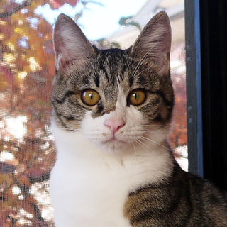 オテンバきじ白クレオちゃん