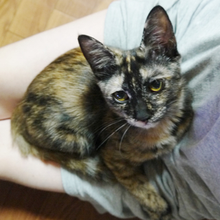 甘えんぼサビ猫やよいちゃん