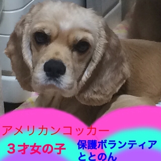 ３歳アメコカお利口さんな女の子です。