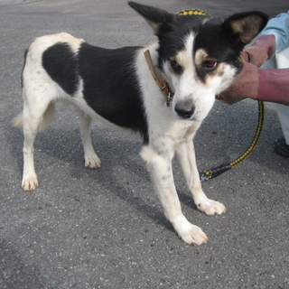期限切迫！！牛柄模様のカワイイ男の子です。