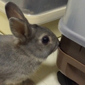 ミニウサギの里親募集